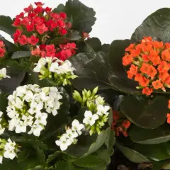 Kalanchoe w kolorach czerwonym, białym i pomarańczowym. Czy kalanchoe można posadzić w ogrodzie? To zależy od klimatu, ale te sukulenty pięknie ozdobią rabaty.