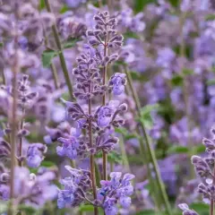 Kocimiętka kiedy kwitnie, tworząc fioletowe, pachnące morze kwiatów.
