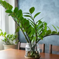 Zielony kwiat zamioculcas w szklanym wazonie, z widocznymi korzeniami, na drewnianym stole.