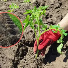 Sadzenie pomidora. Widać przygotowane dołki w ziemi, idealna jaka ziemia do pomidorów zapewni mu wzrost.