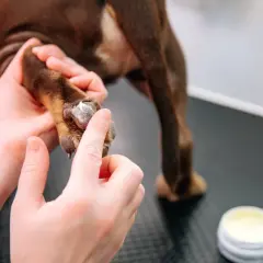 Naturalne preparaty ochronne do łap dla psa. Dlaczego warto je stosować? Poznaj nowości od Totobi