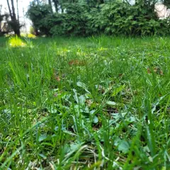 Zielona trawa z widocznymi liśćmi mlecza, przygotowana do oprysku na mlecz w trawie.