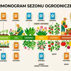 Harmonogram nawożenia: Polifoska idealna do kwitnienia w maju i zbiorów we wrześniu. Azofoska wspiera wzrost od marca.
