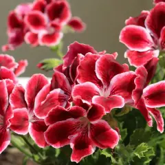 Piękne, karminowe kwiaty pelargonii królewskiej z białymi brzegami płatków, otoczone zielonymi liśćmi.