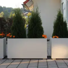 Jakie tuje do donicy wybrać, by uniknąć błędów w uprawie?