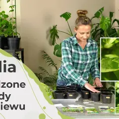 Jak siać bazylię w doniczce, aby uniknąć najczęstszych błędów