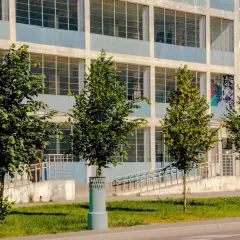 Czy można posadzić drzewo przed blokiem? Ważne informacje o zgodach