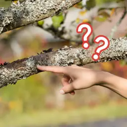 Dłoń wskazuje na gałąź drzewa pokrytą porostami. Czy to oznaka czystego powietrza?