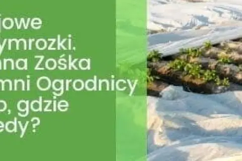 Ochrona młodych roślin przed przymrozkami, gdy jest zimna Zośka. Ogrodnicy okrywają grządki agrowłókniną.