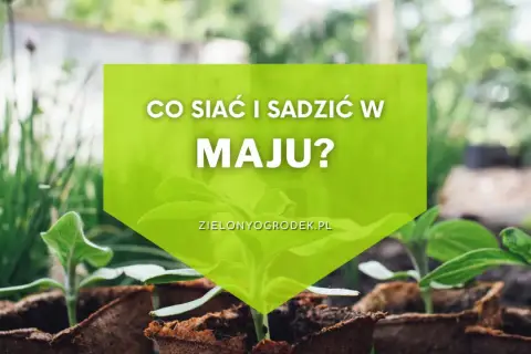 Młode sadzonki w doniczkach, gotowe do posadzenia. Dowiedz się, co siać i sadzić w maju, by cieszyć się obfitymi plonami.