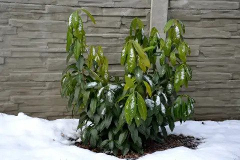 Młoda laurowiśnia Etna z zielonymi liśćmi pokrytymi śniegiem, na tle szarego muru.