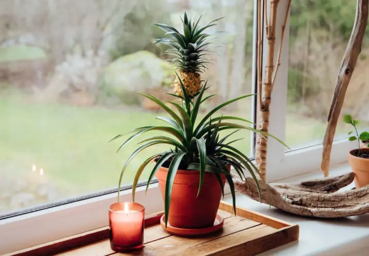 Ananas w doniczce na parapecie, obok świecy i kawałka drewna.