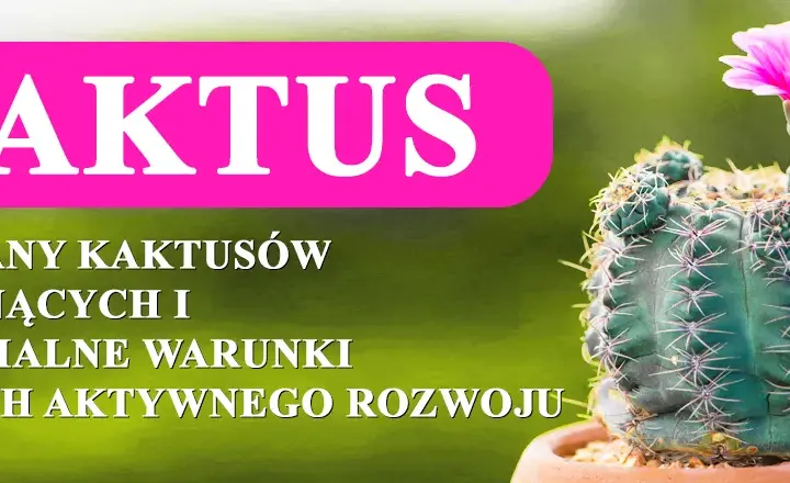 Kiedy kwitną kaktusy? Poznaj tajemnice ich pięknych kwiatów