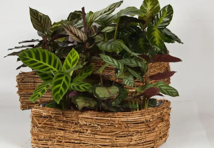 Krzewy calathea w plecionych osłonkach. Dowiedz się, jak dbać o te piękne rośliny o ozdobnych liściach.