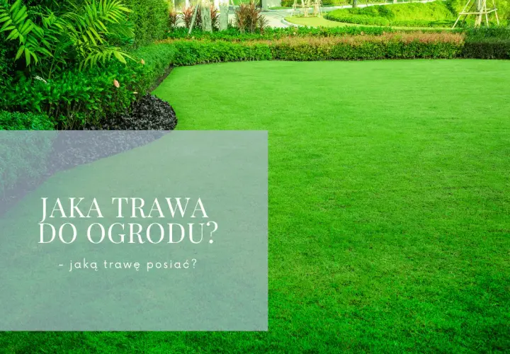 Jaką trawę do ogrodu wybrać, aby uniknąć problemów z pielęgnacją?