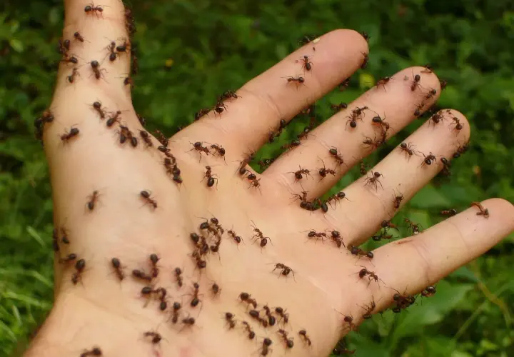 Dłoń pokryta mrówkami, które zapewne nie lubią być tak traktowane.
