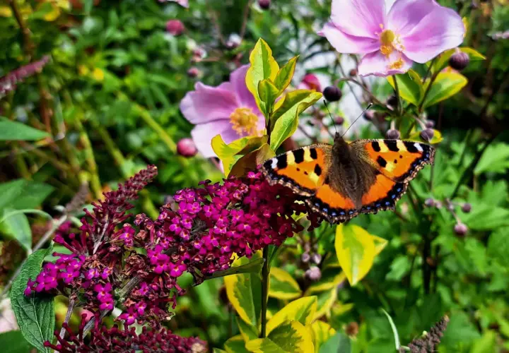 Motyl na kwitnącej budlei, w tle różowe kwiaty. To piękny widok, kiedy kwitnie budleja.