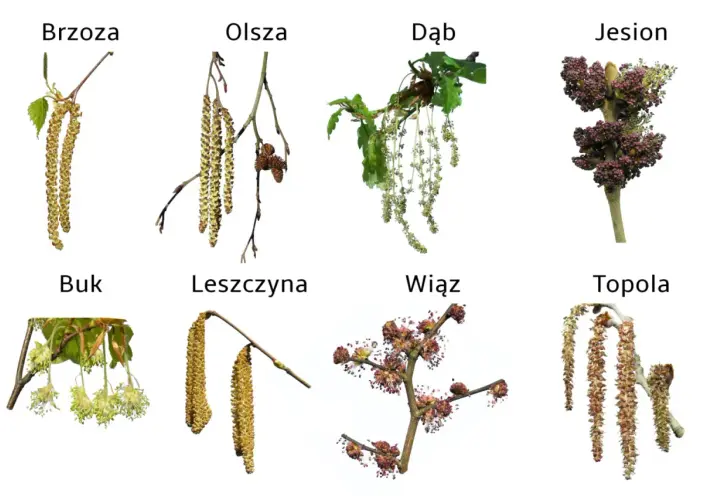 Kwitnące bzy, olchy, dęby, jesiony, buki, leszczyny, wiązy i topole – to one pylą w kwietniu, wywołując alergie.
