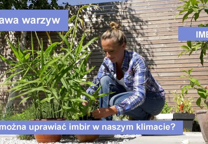 Jak wygląda imbir w doniczce? Odkryj jego piękne cechy i pielęgnację