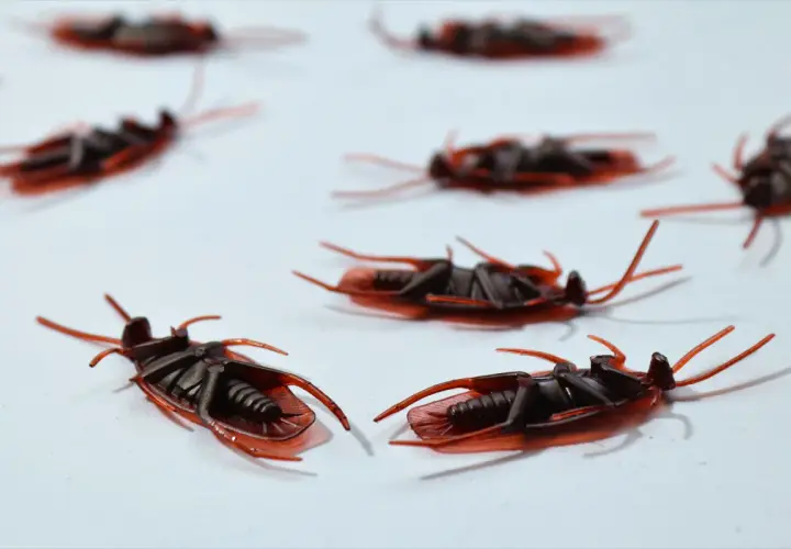 Sztuczne insekty domowe, przypominające karaluchy, leżą na białym tle.