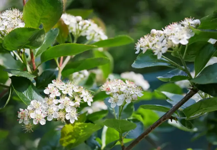 Kiedy kwitnie aronia? Odkryj najważniejsze informacje o jej kwiatach
