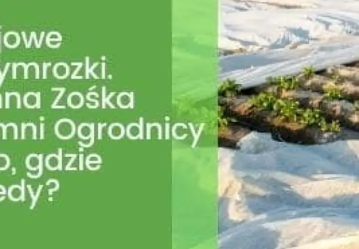 Ochrona młodych roślin przed przymrozkami, gdy jest zimna Zośka. Ogrodnicy okrywają grządki agrowłókniną.