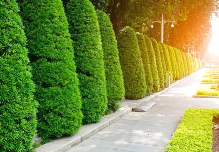 Co zamiast tui w ogrodzie? Oto najlepsze alternatywy dla Twojego ogrodu