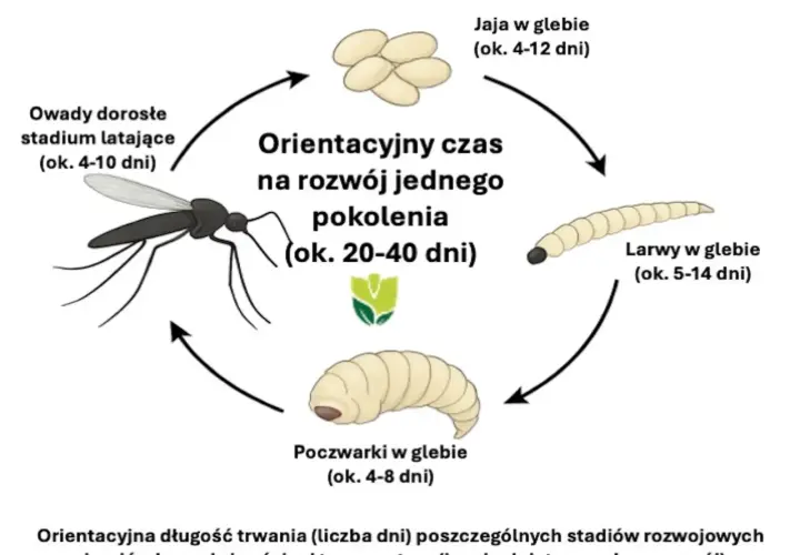 Cykl rozwojowy ziemiórek: jaja, larwy, poczwarki i dorosłe owady latające.