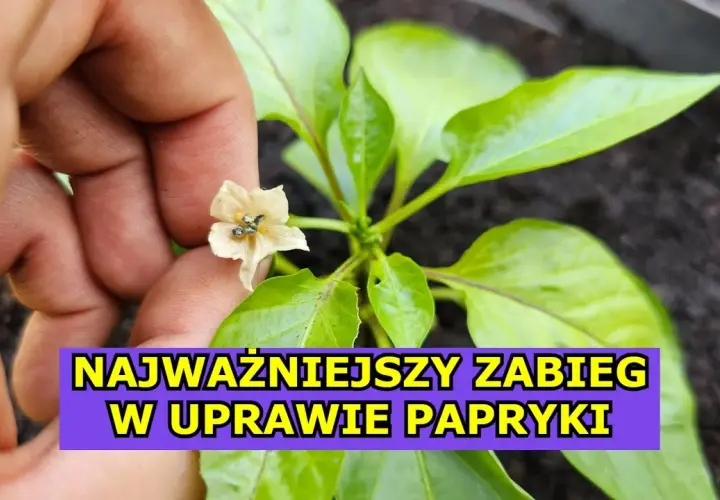 Jak kwitnie papryka? Odkryj sekrety udanego kwitnienia roślin