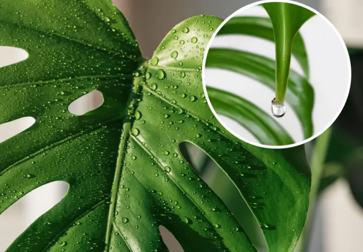 Kiedy monstera płacze, krople rosy lśnią na jej liściach. W zbliżeniu widać, jak jedna łza spływa z końca liścia.