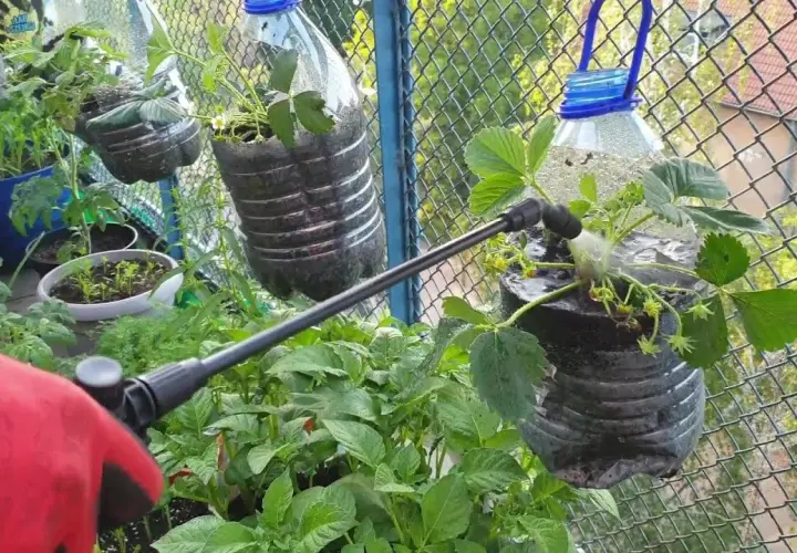 Jak zrobić doniczkę z butelki plastikowej - prosty sposób na recykling