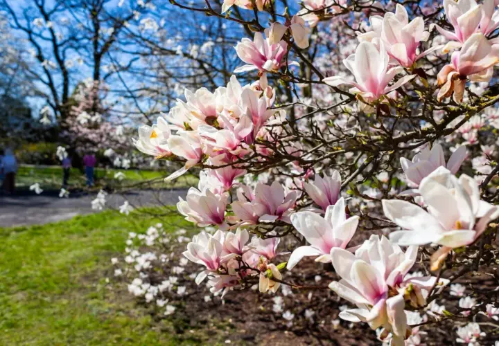Delikatne, różowo-białe kwiaty magnolii w pełni rozkwitu. W tle widać park i spacerujących ludzi, co idealnie oddaje moment, kiedy kwitnie magnolia.