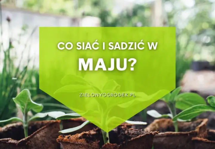 Młode sadzonki w doniczkach, gotowe do posadzenia. Dowiedz się, co siać i sadzić w maju, by cieszyć się obfitymi plonami.