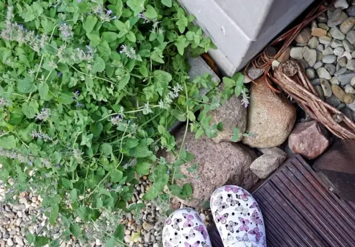 Skuteczne sposoby na odstraszenie komarów w ogrodzie – naturalne i domowe metody