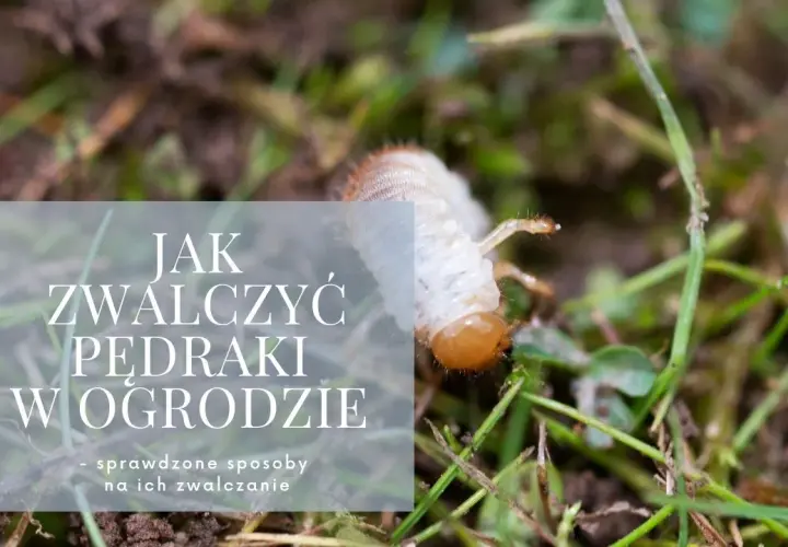 Skuteczne sposoby na pędraki w ogrodzie – jak je zwalczyć i zapobiec zniszczeniom