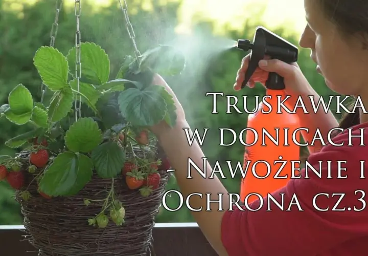 Czym nawozić truskawki w doniczkach, aby uzyskać obfite plony?