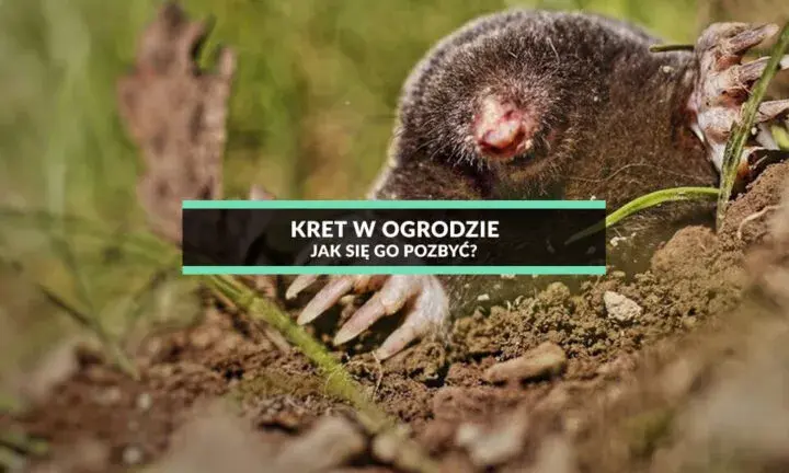 Skuteczne sposoby na pozbycie się kreta z ogrodu – sprawdzone metody i porady