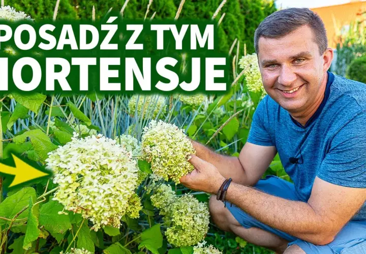 Co posadzić obok hortensji, by stworzyć piękne kompozycje?