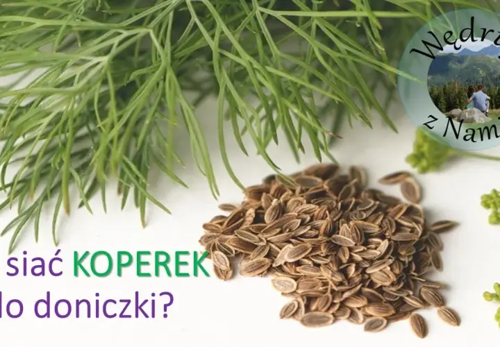 Jak siać koperek w doniczce - proste sposoby na udaną uprawę