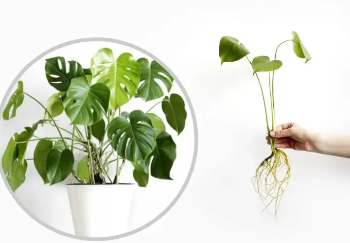 Monstera w doniczce i odcięta sadzonka z korzeniami. Dowiedz się, jak rozmnożyć monsterę, aby cieszyć się nowymi roślinami.