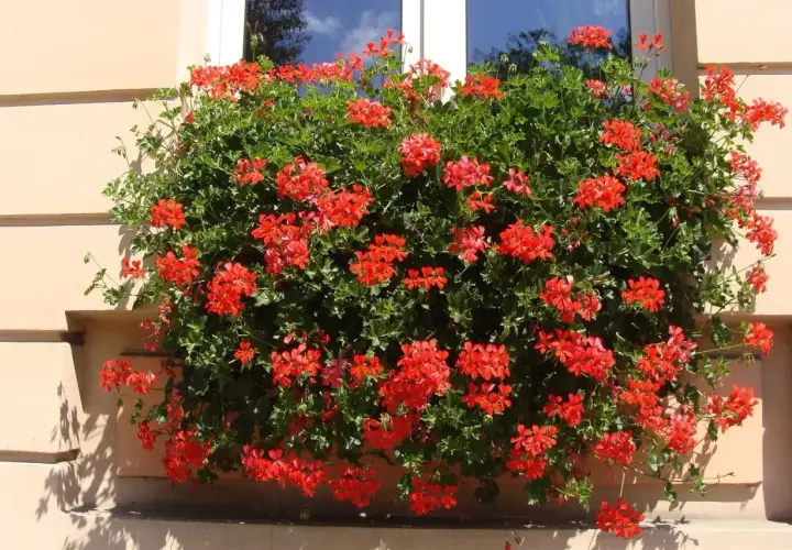 Obficie kwitnąca pelargonia kaskadowa w intensywnie czerwonym kolorze zdobi okno, tworząc barwną kaskadę kwiatów.
