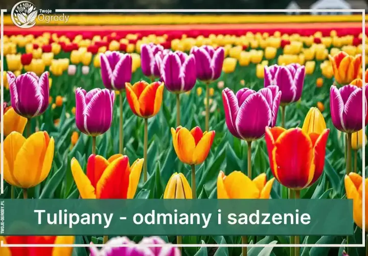 Pole pełne kolorowych tulipanów, w tym fioletowe odmiany z białymi brzegami, żółte i pomarańczowe.
