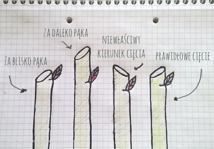 Ilustracja pokazuje, kiedy przycinać róże na wiosnę: cięcie za blisko pąka, za daleko pąka, niewłaściwy kierunek cięcia i prawidłowe cięcie.