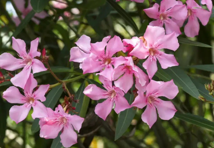 Piękne, różowe kwiaty oleandra. Pamiętaj, czy oleander jest trujący – jego spożycie jest niebezpieczne.
