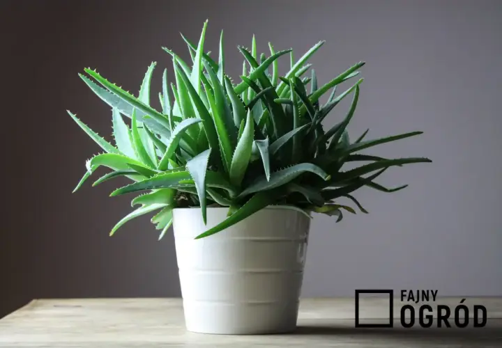 Gęsty aloes w białej doniczce, gotowy do użycia. Dowiedz się, jak używać aloes z doniczki do celów leczniczych i kosmetycznych.