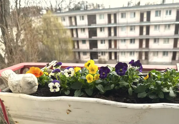 Kolorowe bratki w skrzynce na balkonie, kwitnące od wiosny do jesieni, cieszą oko.