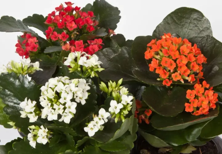 Kalanchoe w kolorach czerwonym, białym i pomarańczowym. Czy kalanchoe można posadzić w ogrodzie? To zależy od klimatu, ale te sukulenty pięknie ozdobią rabaty.