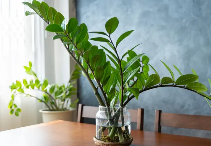 Zielony kwiat zamioculcas w szklanym wazonie, z widocznymi korzeniami, na drewnianym stole.