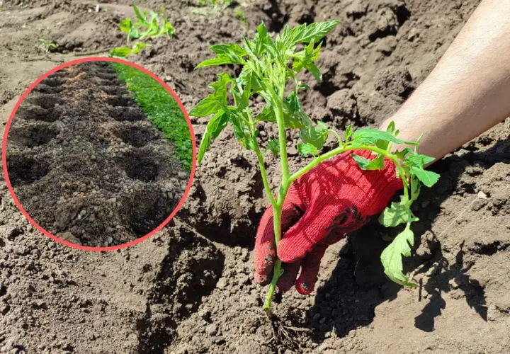 Sadzenie pomidora. Widać przygotowane dołki w ziemi, idealna jaka ziemia do pomidorów zapewni mu wzrost.