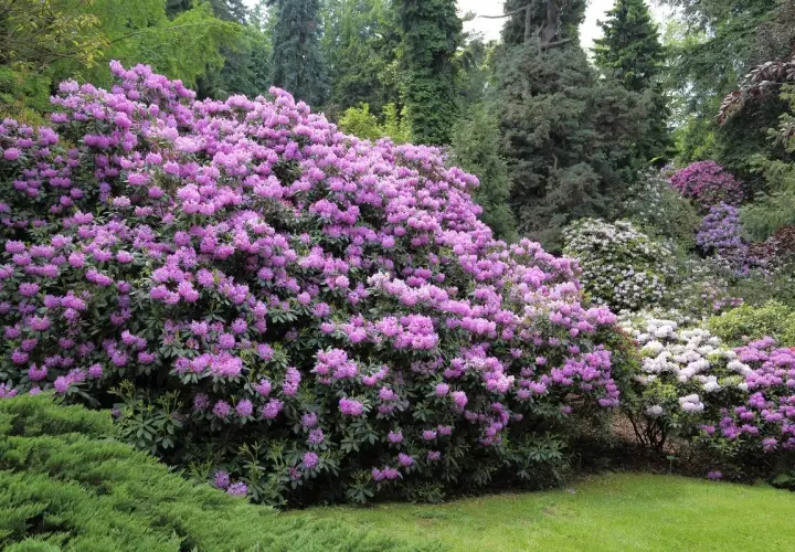 Kwitnące krzewy rododendronów w różnych odcieniach różu i fioletu w ogrodzie.